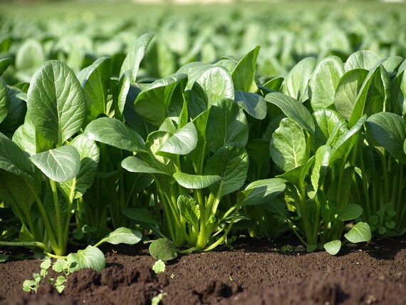 Green Komatsuna Vegetable Seeds for Planting – Heirloom & Non-GMO Asian Greens for Nutritious Gardens