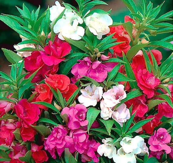 Balsam Camellia Flower Seeds for Planting – Wildflower Mix, Heirloom, Non-GMO Organic Garden Seeds for Home Garden
