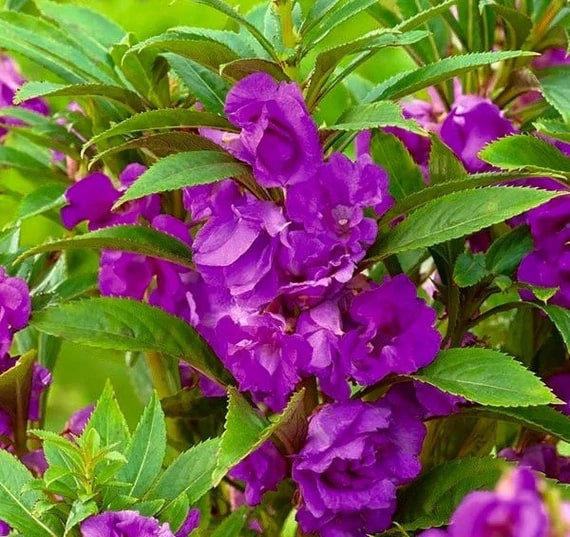 Violet Balsam Camellia Flower Seeds for Planting – Heirloom, Non-GMO, Drought Tolerant, High Germination