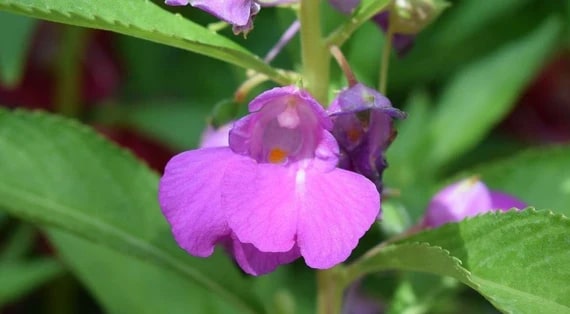 Violet Balsam Camellia Flower Seeds for Planting – Heirloom, Non-GMO, Drought Tolerant, High Germination
