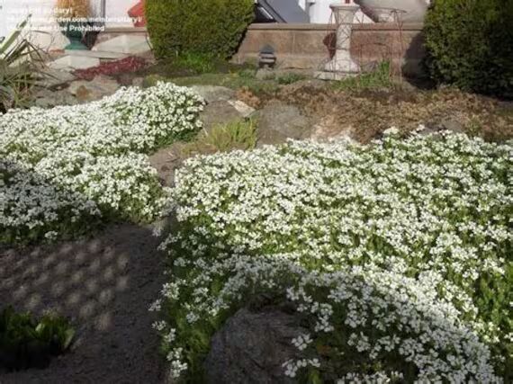 Green Rock Cress Flower Seeds for Planting – Heirloom, Non-GMO, High Germination Organic Garden Seeds