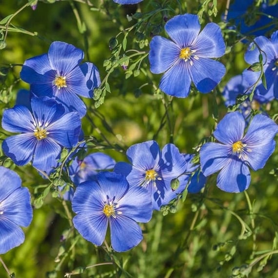 Blue Linum Lewisii Flower Seeds for Planting – Perennial Wildflower with Vibrant Sky-Blue Blooms