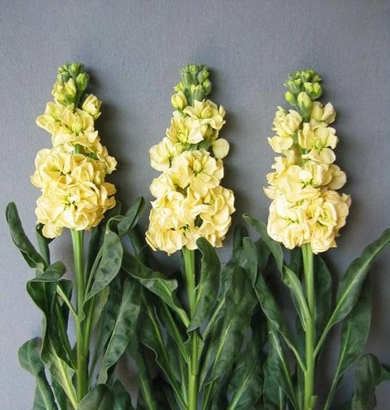 Yellow Matthiola Incana Flower Seeds for Planting – Heirloom, Non-GMO, Drought Tolerant, High Germination