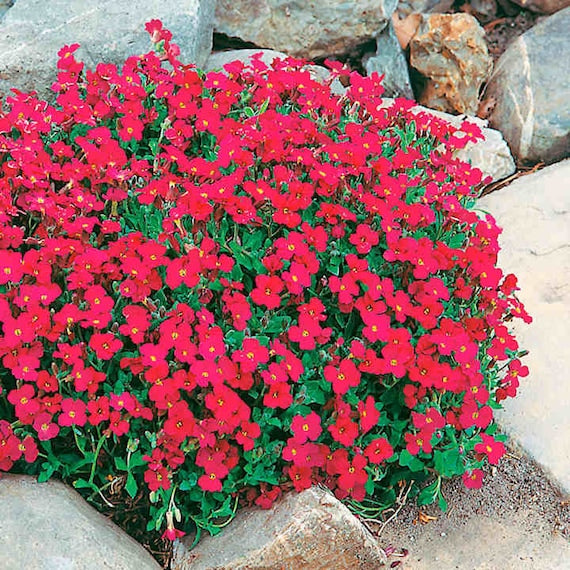 Red Aubrieta Flower Seeds for Planting – Heirloom, Non-GMO, High Germination Organic Garden Seeds