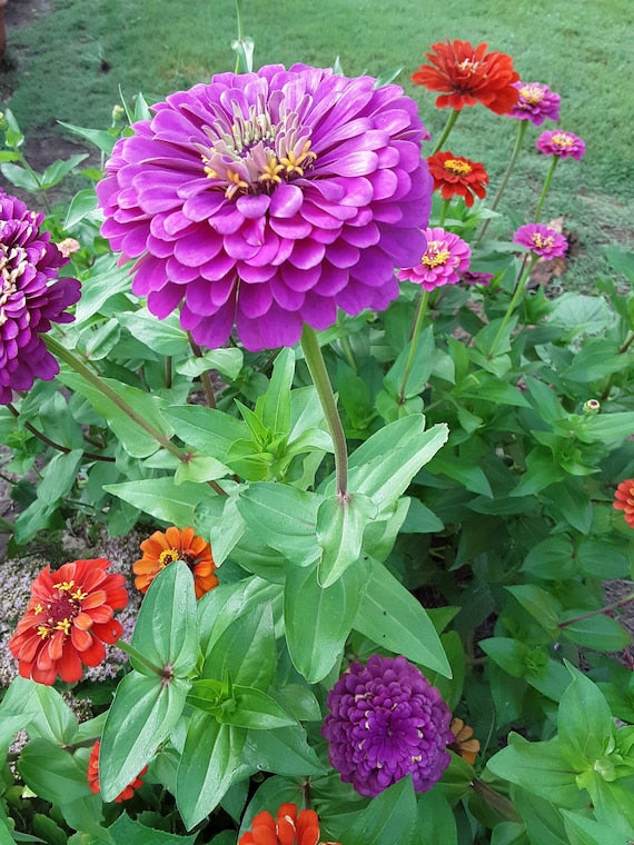 Purple Yellow Zinnia Flower Seeds for Planting – Long Bloom Season, Heirloom, Non-GMO Home Garden Seeds