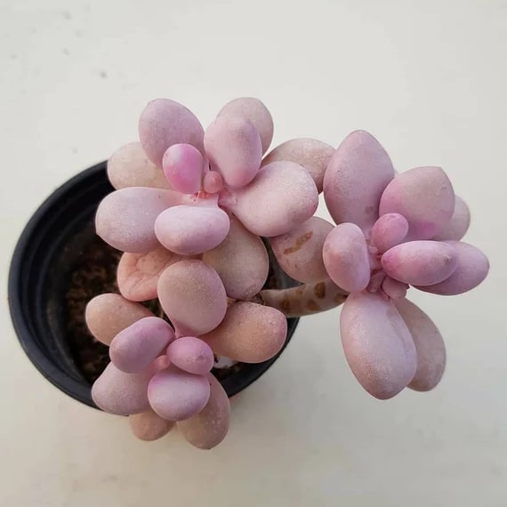Pink Egg Flower Seeds for Planting – Heirloom Non-GMO Organic Garden Seeds, High Germination