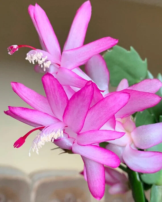 Light Pink Schlumbergera Flower Seeds for Planting – Heirloom Non-GMO, High Germination Organic Garden Seeds