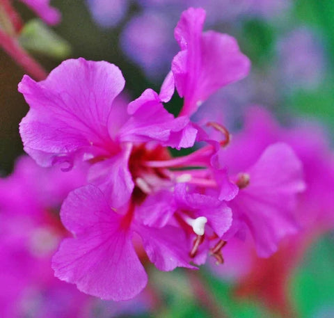 Flower Seeds, Seeds,Seeds For Planting,Plant Seeds