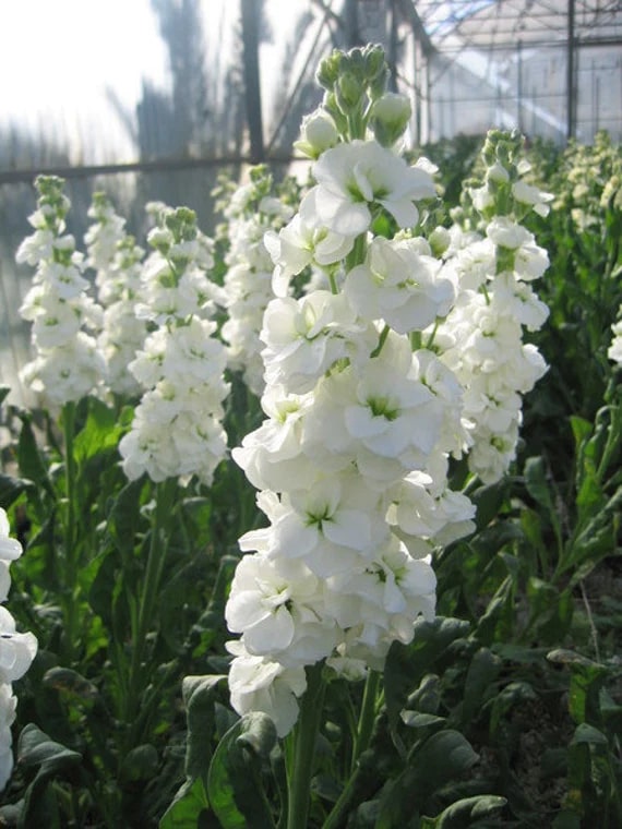 White Matthiola Incana Flower Seeds for Planting – Heirloom, Non-GMO, Long Bloom Season, High Germination