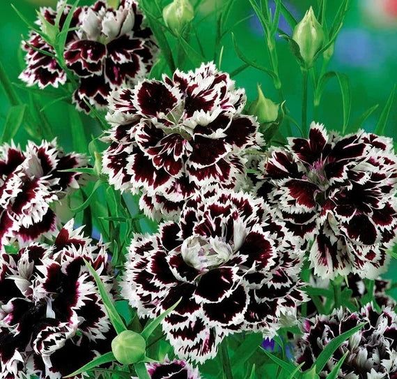 Flower Seeds, Seeds,Seeds For Planting,Plant Seeds