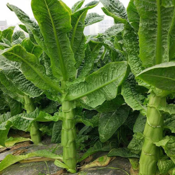 Celtuce Vegetable Seeds for Planting – Heirloom & Non-GMO Seeds, Unique Stem Lettuce with Crisp Texture