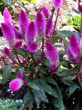 Pink Celosia Caracas Flower Seeds for Planting – Heirloom, Non-GMO Seasonal Organic Garden Seeds