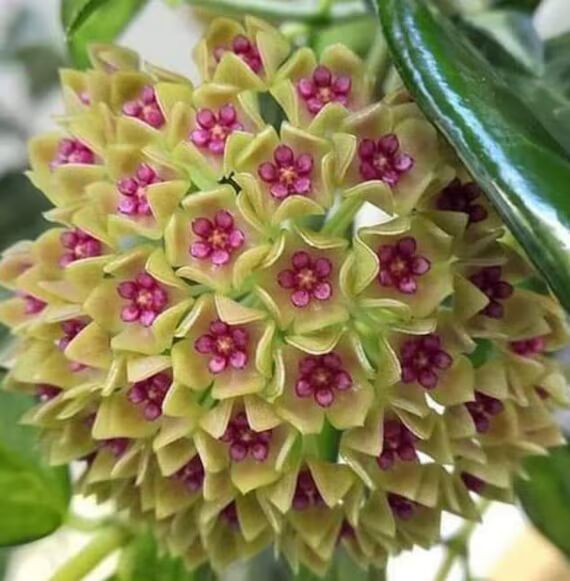 Yellow Pink Hoya Flower Seeds for Planting – Heirloom, Non-GMO, High Germination Organic Garden Seeds