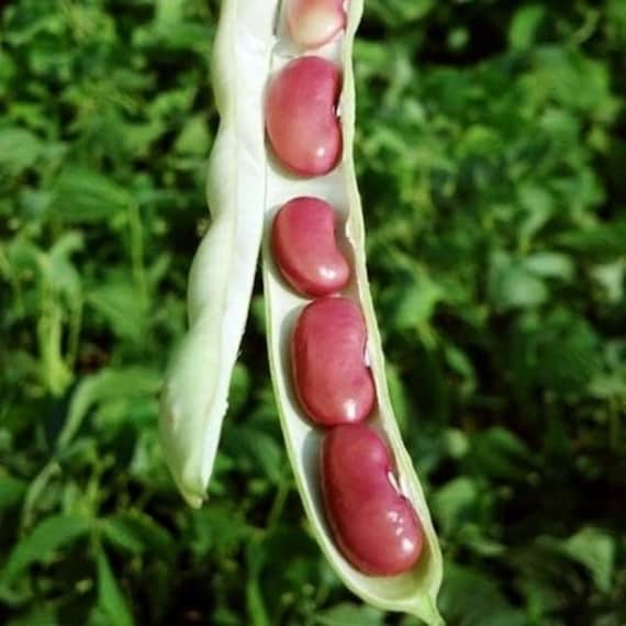 Red Bean Seeds – Heirloom Non‑GMO Nutritious Vegetable Seeds for Planting, Organic Garden Seeds