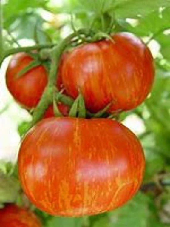Zebra Tomato Seeds for Planting – Heirloom & Non-GMO Vegetable Seeds