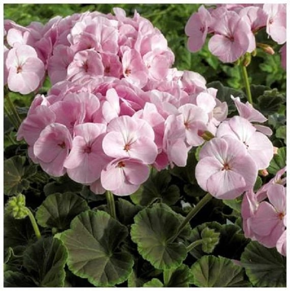 Light Pink Pelargonium Flower Seeds for Planting – Heirloom, Non-GMO, High Germination Blooms