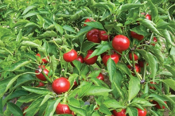 Red Cherry Sweet Pepper Seeds for Planting – Heirloom, Non-GMO, Mild Pepper Garden Seeds – High Germination