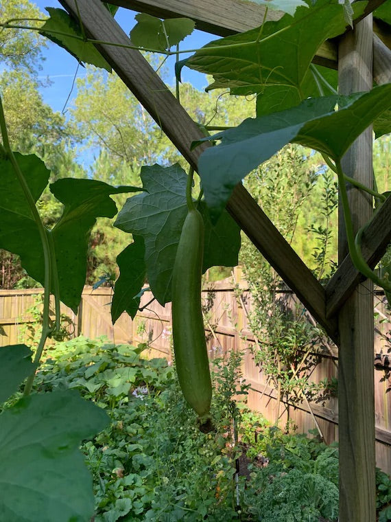 Green Zucca Luffa Seeds for Planting – Heirloom Non-GMO Dual-Purpose Vegetable Seeds with High Germination for Organic Gardens