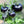 Black Cherry Tomato Seeds for Planting – Heirloom Non-GMO Sweet Vegetable Seeds with High Germination for Organic Gardens