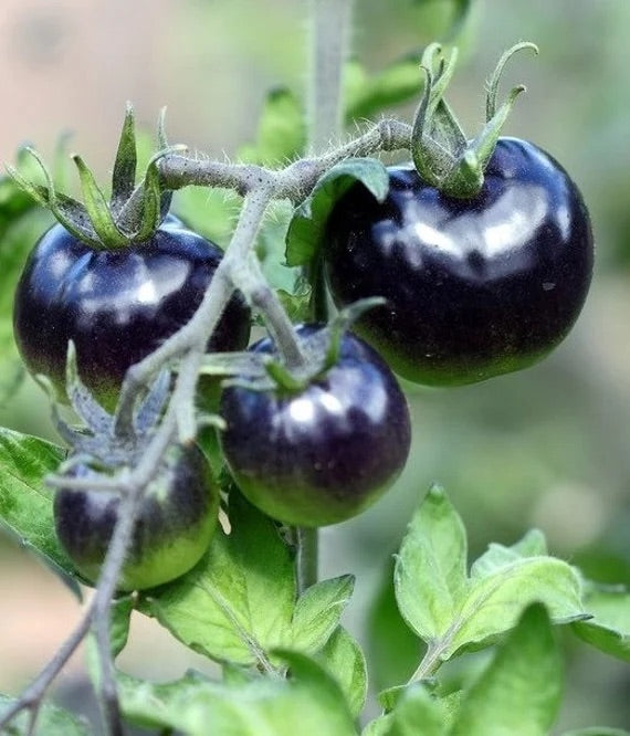 Black Cherry Tomato Seeds for Planting – Heirloom Non-GMO Sweet Vegetable Seeds with High Germination for Organic Gardens