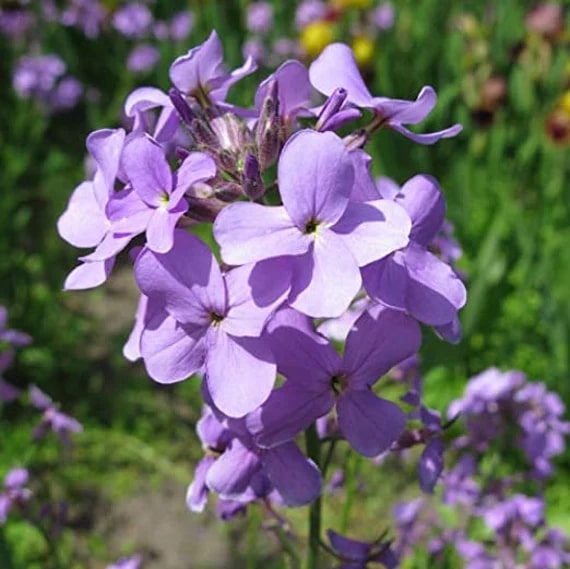 Purple Mixed Evening-Scented Flower Seeds for Planting – Heirloom, Non-GMO, High Germination Organic Garden Seeds
