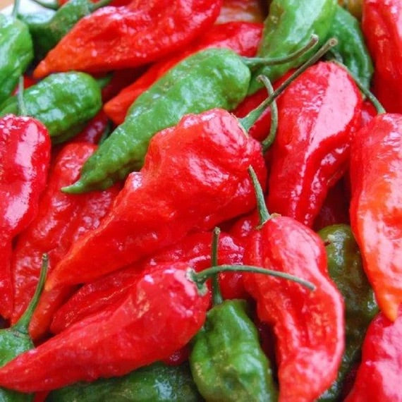 Ghost Pepper Seeds for Planting – Heirloom, Non-GMO, Extremely Hot Chili Peppers – High Germination
