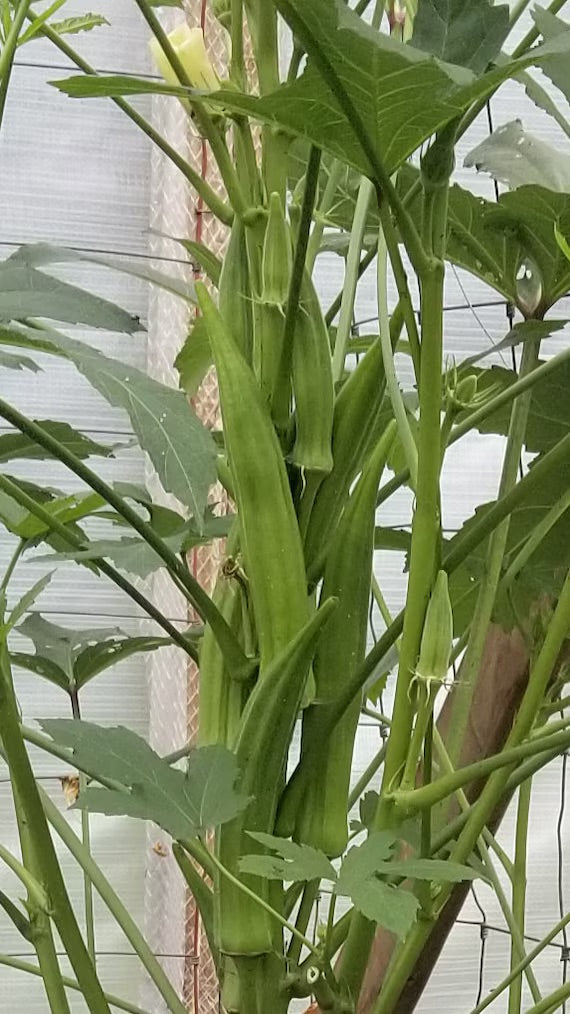 Cow Horn Okra Seeds for Planting – Heirloom, Non-GMO, Long Podded Vegetable – High Germination