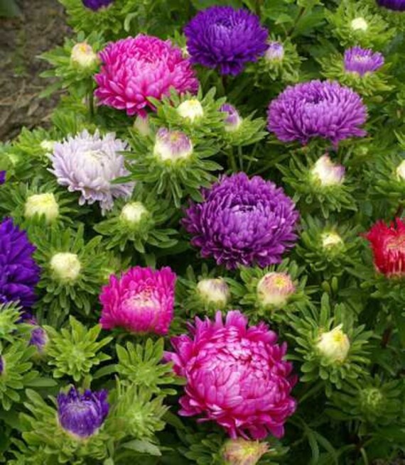 Multi-Colour Aster Flower Seeds for Planting – Heirloom, Non-GMO, High Germination Organic Garden Seeds