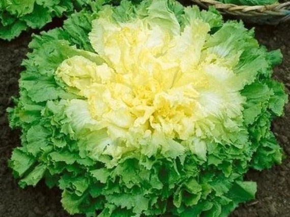 Broadleaf Batavian Endive Seeds for Planting – Heirloom, Non-GMO, Crisp Leafy Vegetable – High Germination