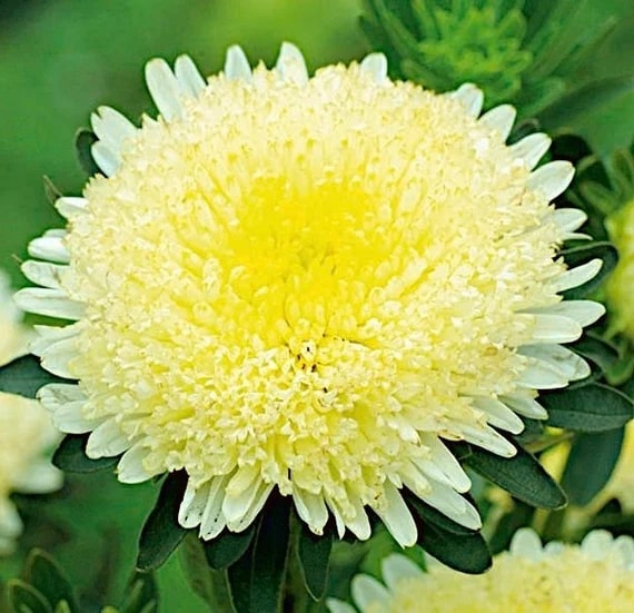 Yellow China Aster Flower Seeds for Planting – Heirloom, Non-GMO, High Germination Organic Garden Seeds