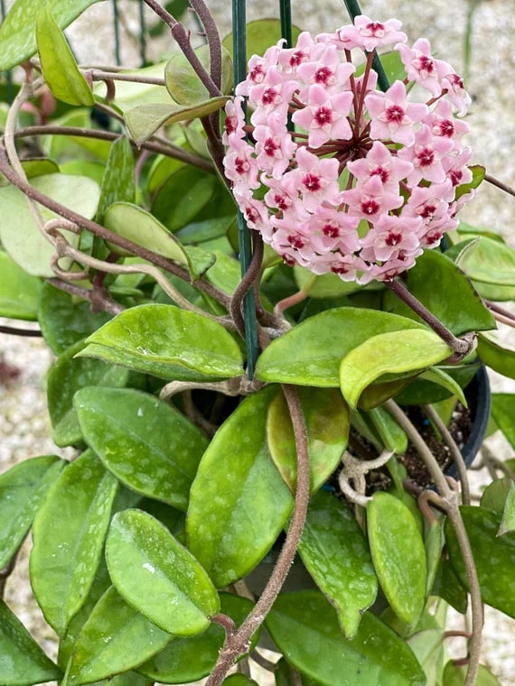 Pink White Hoya Carnosa Flower Seeds for Planting – Heirloom, Non-GMO, Bright Blooms, High Germination