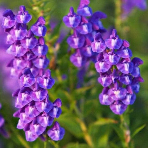 Flower Seeds, Seeds,Seeds For Planting,Plant Seeds