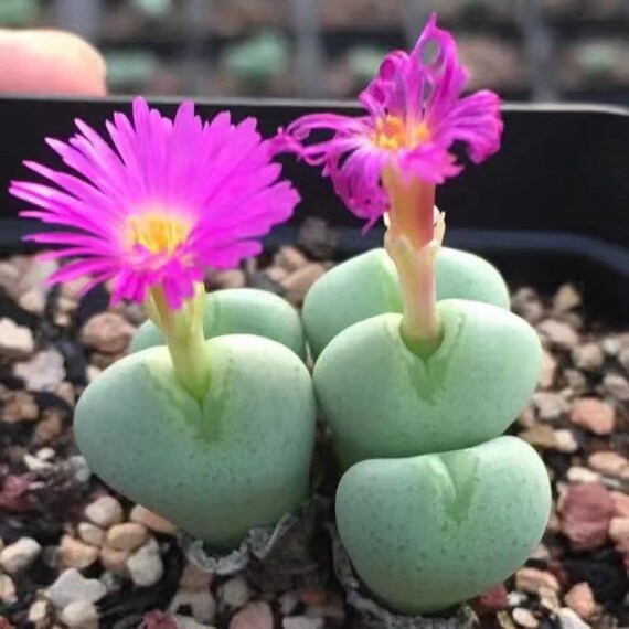 Herb Seeds,Garden seeds, Seeds For Planting,Plant Seeds