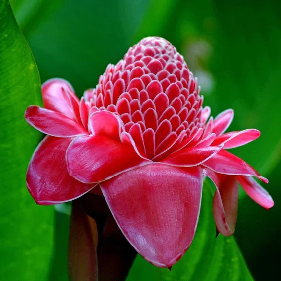 Fruit Seeds,Garden seeds, Seeds For Planting,Plant Seeds