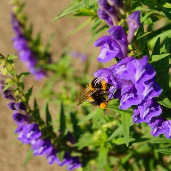 Chinese Skullcap Flower Seeds for Planting – Heirloom Non-GMO, High Germination Organic Garden Seeds