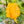Vegetable Seeds,Garden seeds, Seeds For Planting,Plant Seeds