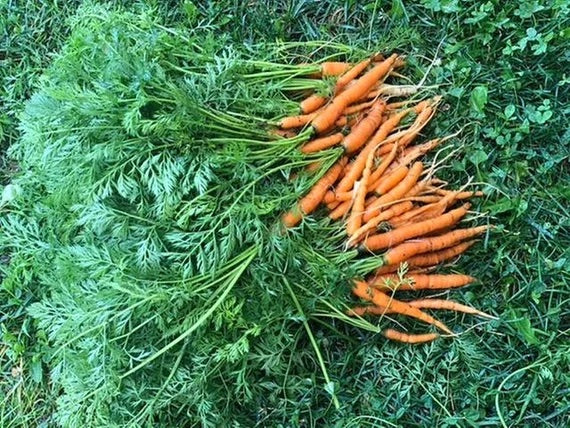 Little Finger Carrot Seeds – Heirloom Non-GMO Sweet Mini Root Vegetable Seeds for Planting, Organic Garden Seeds