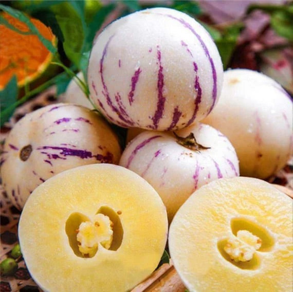 White Purple Pepino Seeds for Planting – Heirloom Non-GMO Exotic Fruit Vegetable Seeds with High Germination