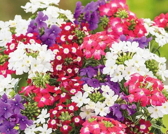 Vervain Flower Seeds for Planting – Heirloom Non-GMO, High Germination Organic Garden Seeds