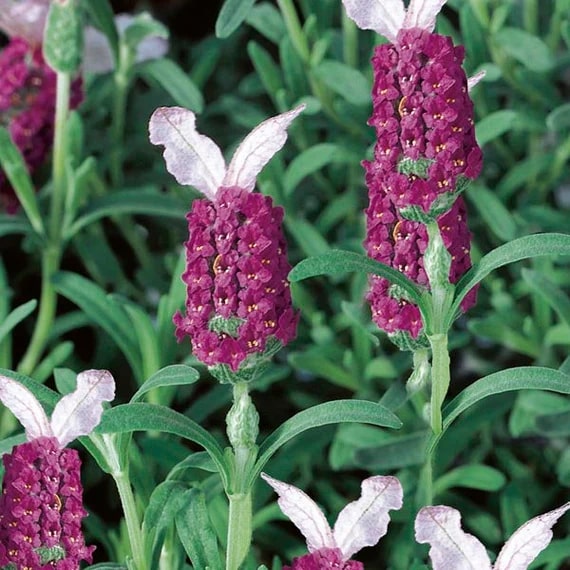 Red Lavender Flower seeds for Planting – Heirloom Non-GMO Seeds for Planting with High Germination