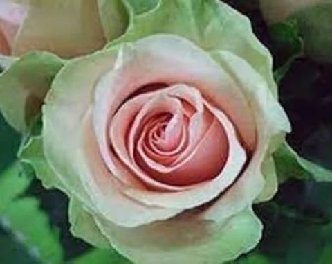 Flower Seeds, Seeds,Seeds For Planting,Plant Seeds
