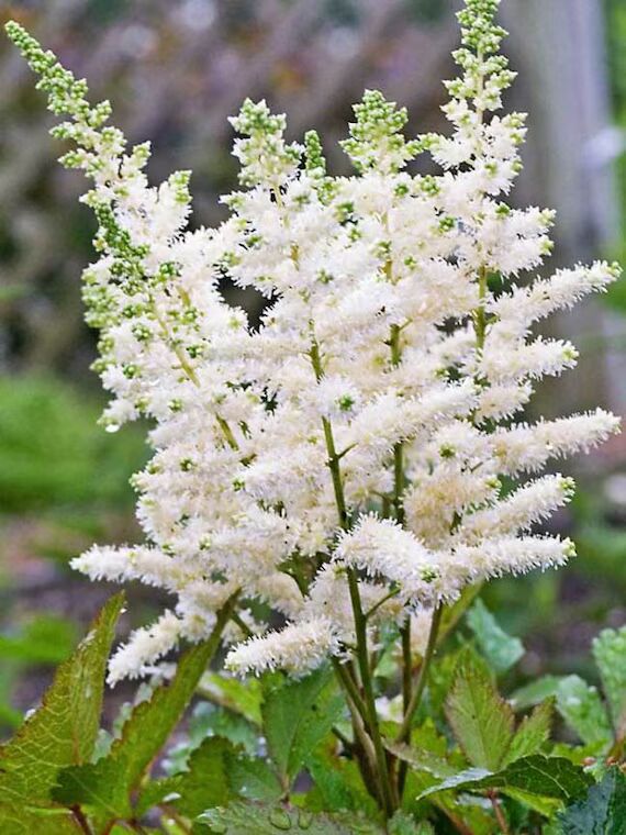 White Astilbe Flower Seeds for Planting – Bright Blooms, Heirloom, Non-GMO, High Germination Organic Garden Seeds
