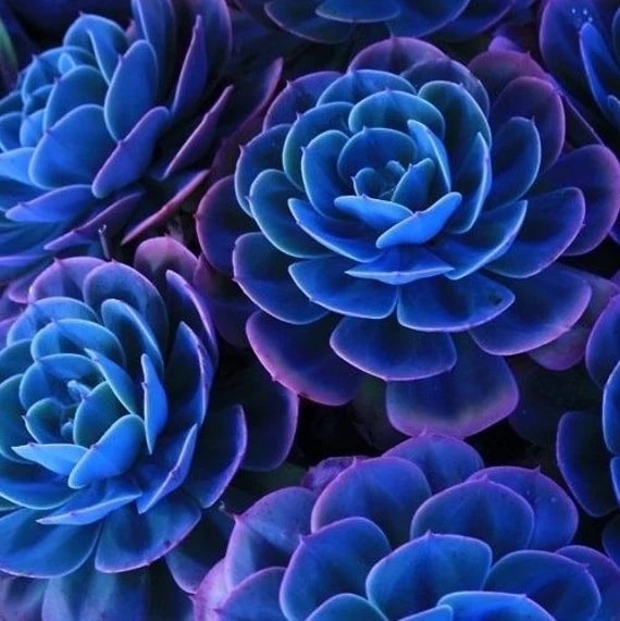 Blue Purple Succulent Flower Seeds – Long Bloom Season, Heirloom & Non-GMO Seeds for Home Garden
