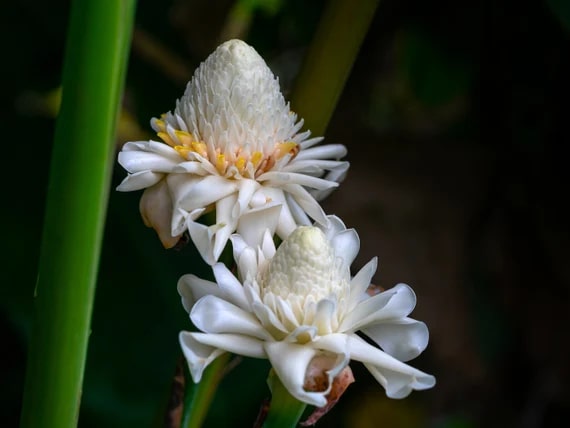 White Etlingera Elatior Flower Seeds for Planting – Heirloom, Non-GMO, Easy to Grow, High Germination