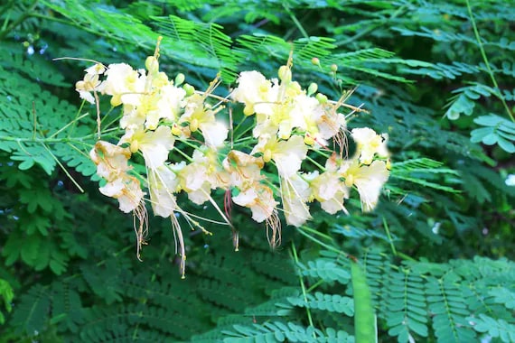 White Caesalpinia Flower Seeds for Planting – Pollinator Friendly, Heirloom &amp; Non-GMO Seeds for Home Garden
