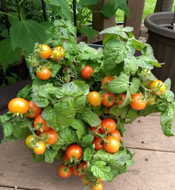 Robin Tomato Seeds – Heirloom Non-GMO Sweet Juicy Vegetable Garden Seeds for Planting, High Germination