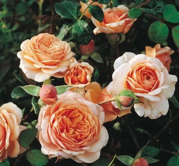 Double Petal English Rose Seeds for Planting Light Orange – Heirloom, Non-GMO, High Germination Organic Garden Seeds