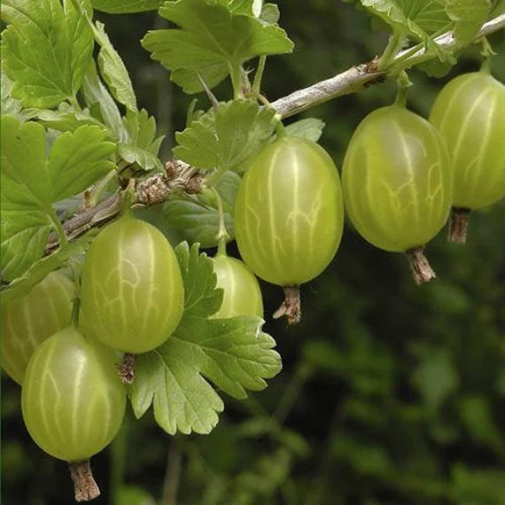 Fruit Seeds,Garden seeds, Seeds For Planting,Plant Seeds