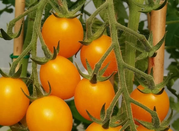 Gold Tomato flower seeds for planting - Heirloom & Non-GMO Garden Seeds