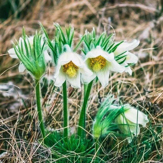Light Green Anemone Pulsatilla Flower Seeds for Planting – Heirloom, Non-GMO Cottage Garden Essential